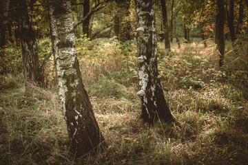 Autumn forest in the sunshine