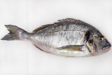 raw gilt-head sea bream (Sparus aurata, Orata, Dorada) on white paper towel