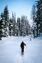 a skier moving through the trees