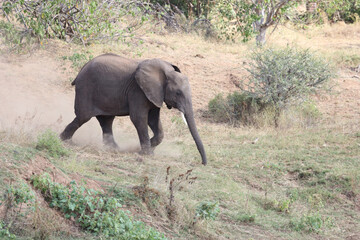 Naklejka na ściany i meble Afrikanischer Elefant / African elephant / Loxodonta africana..