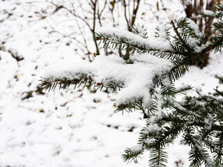the first snow on green spruce branches closeup in city park on cold autumn day (focus on snowdrift on twig on foreground)