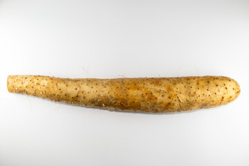 Rhizophore of Chinese yam (Dioscorea polystachya) harvested in Japan