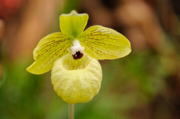 Phragmipedium malipoense at orchids exhibition in Klosterneuburg