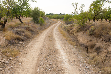 Fototapeta na wymiar a dirt road through almond orchards in summer next to Borja town, province of Zaragoza, Aragon, Spain