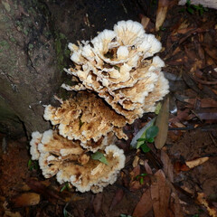 Old white mushroom under a tree