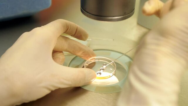 Medical lab research Petri dish in the laboratory. IVF