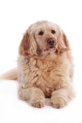 Golden doodle medium dog  lying on white background
