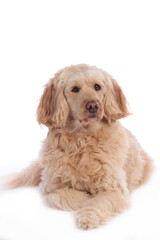 Golden doodle medium dog  lying on white background