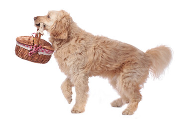 Cute blond golden medium doodle dog with basket isolated