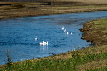 swan lake