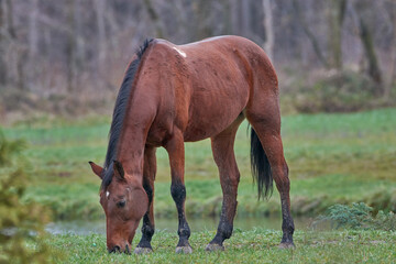 Fototapeta premium horse and foal