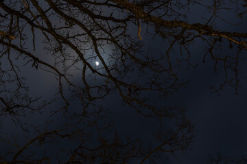 Night mysterious landscape silhouettes of the bare tree branches against the full moon and dramatic night sky