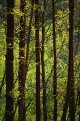 Obraz premium Outdoor Scenes