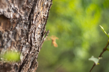 tronco de árbol y naturaleza verde al fondo borrosa