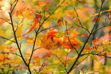 Maple tree red, orange, brown and yellow leaves in Autumn foliage