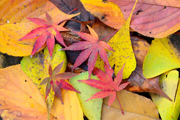 Fallen leaves of red Japanese Maple and yellow ginko leaves in Autumn