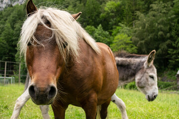Fototapeta premium brown pony on a meadow, with donkey