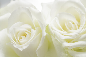 White roses flowers with a soft blurry texture for a shabby chic style background or holiday wedding card
