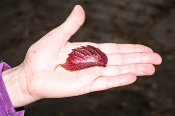 The last autumn kiss. Red autumn leaf in the form of lips on a woman's hand. Late autumn.