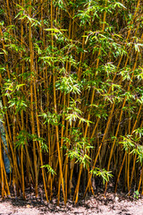 Bamboo crop in the garden