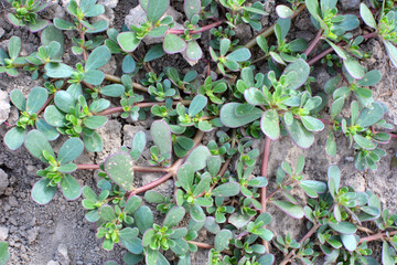 In the soil, like a weed grows purslane (Portulaca oleracea)