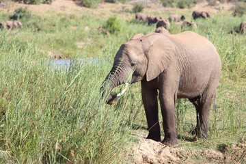 Fototapeta premium Afrikanischer Elefant / African elephant / Loxodonta africana.