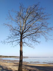 A lonely tree on the banks of the Finnish Alive.
April sunny day. The coast of the Gulf of Finland. There is one tree in the foreground with bare branches. Against the background of a bright clear blu