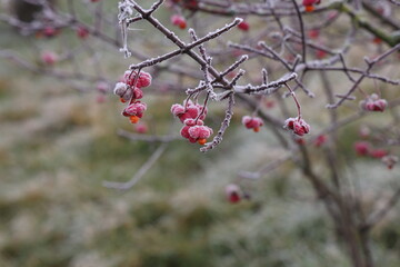 Bright unique pink flowers with fruits of Euonymus europaeus