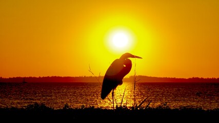 P&aacute;ssaro e o P&ocirc;r do sol.