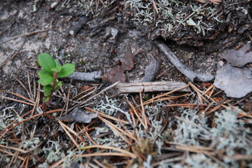 Ant trail in the forest among the moss.
Forest. Summer day. A sandy ant trail is visible on the ground. White moss grows around .. Fallen branches, needles, tree cones lie. The ants trod the path.