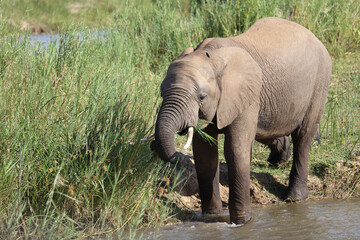 Afrikanischer Elefant im Olifants River / African elephant in Olifants River / Loxodonta africana.