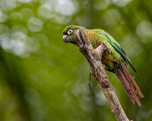 A colorful parakeet sitting on a dead trunk