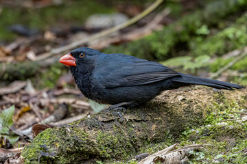 A small bird, with red beak, looking for food on the ground