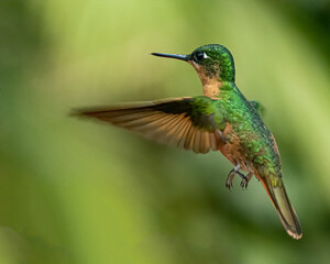 A tiny, colorful, hummingbird hovering