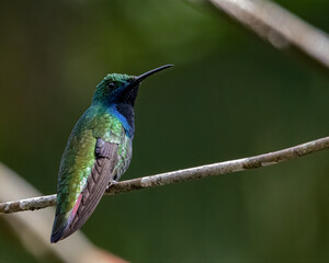 A tiny, colorful, hummingbird perched on a tree branch