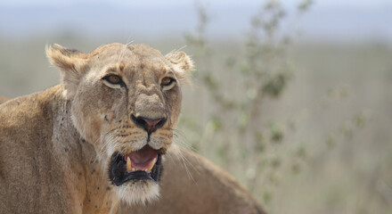 close-up portrait of a hungry lioness alert and looking for prey in the wild nairobi national park kenya