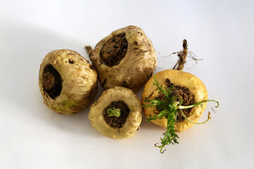 Peruvian Maca. Aphrodisiac root. Energetic and increases vitality