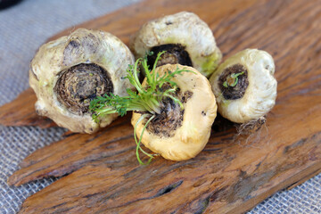 Peruvian Maca. Aphrodisiac root. Energetic and increases vitality