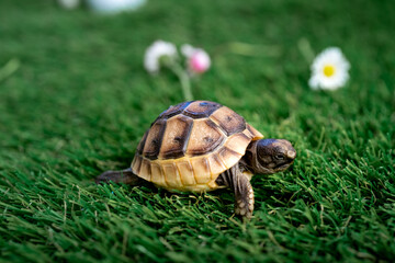 Close-up of an isolated young hermann turtle on a synthetic grass with daisy flower - macro, selective focus, space for text