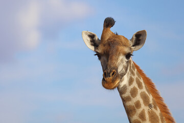 Giraffe / Giraffe / Giraffa Camelopardalis