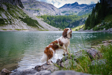 Cavalier King Charles Spaniel at a lake