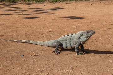 Mexican Iguana resting on the ground