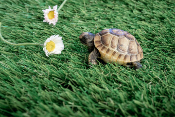 Close-up of an isolated young hermann turtle on a synthetic grass with daisy flower - macro, selective focus, space for text