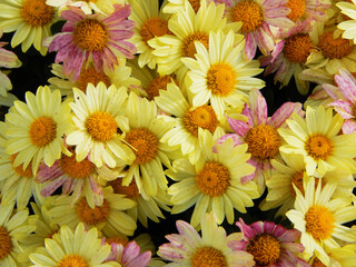 Yellow chrysanthemum daisy, autumn flowers