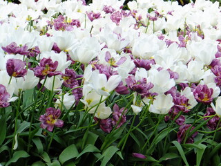 Tudor Schleurholts bloemen