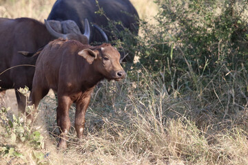 Kaffernb&uuml;ffel / Buffalo / Syncerus caffer.