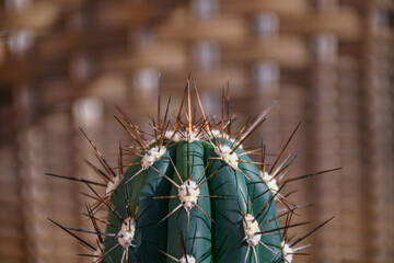the top of cactus, zoom and macro of beautiful plant 