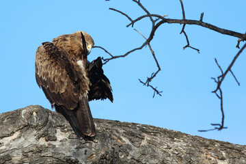 Wahlbergsadler / Wahlberg's  Eagle / Aquila wahlbergi