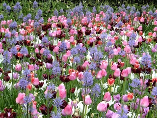 Foto op Plexiglas Tudor Schleurholts bloemen © Frederik Tudor