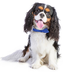 Cavalier king Charles spaniel